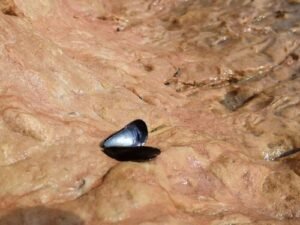 The Allure of Black Opal: Nature’s Mesmerizing Masterpiece